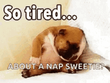 So Tired Dog GIF - So Tired Dog Puppy GIFs