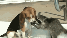 Raccoon Dog GIF - Raccoon Dog Kisses GIFs