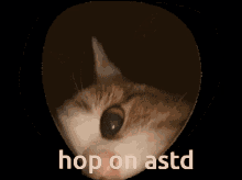 Astd Hop On Astd GIF - Astd Hop On Astd Roblox GIFs