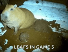 a capybara is laying in a pile of mud .