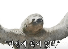a close up of a sloth with its arms outstretched and a foreign language .