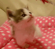 a small kitten is sitting on a pink polka dot blanket .