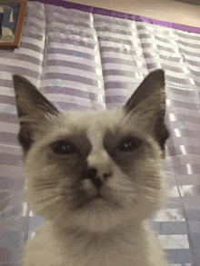 a close up of a cat 's face looking at the camera