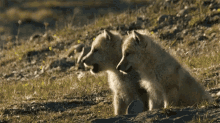 Wolf Wolves GIF - Wolf Wolves Cubs GIFs