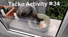 Tačko Tacko GIF - Tačko Tacko Tacko Activity GIFs