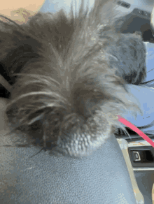 Sniff Dog GIF - Sniff Dog GIFs