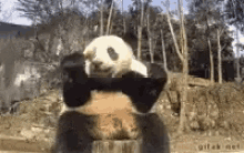 GIF