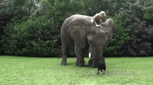 Bubbles The African Elephant And Bella The Black Labrador Friends Forever GIF - Dogs Elephants GIFs