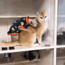 Animals Cats GIF - Animals Cats How You Doin GIFs