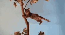 Cat Holding On GIF - Cat Holding On Swept Away GIFs