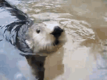 Nellie The Talking Otter GIF