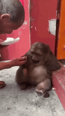 a man is feeding a monkey with a plate of rice