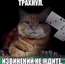 a cat laying on a table with playing cards in front of it and a caption that says tpaxhyul