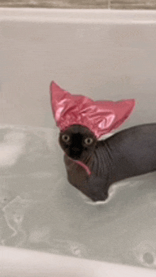 Cat Shower GIF