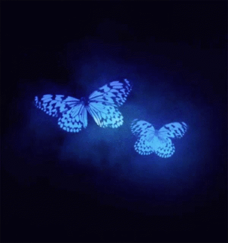 Insect Butterflies GIF - Insect Butterflies Anime GIFs