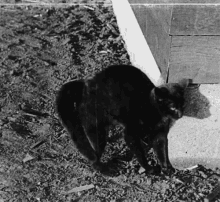 Blackcat Meow GIF - Blackcat Cat Meow GIFs