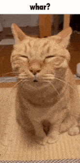 Cat Whar GIF - Cat Whar GIFs
