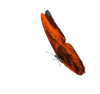 a butterfly with orange wings is flying in the air on a white background