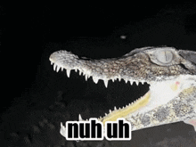 a close up of a crocodile 's mouth with the words nuh uh written below it