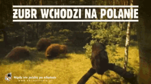 Polanie Zubra Polanie GIF - Polanie Zubra Polanie Polewanie GIFs