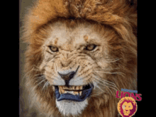 brisbane lions roar king of lions you all hear our mighty roar angry