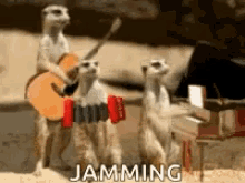 Meerkat Jamming GIF