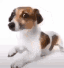 Dog Slideshow GIF