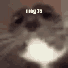 mog cat funny funny cat