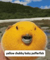 a yellow chubby baby pufferfish is being held by someone