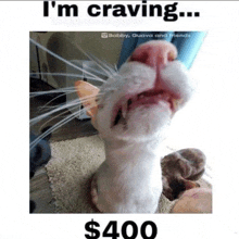 a picture of a cat with its mouth open and the words `` i 'm craving ... $ 400 ''