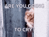 a cat peeking out from behind a wall with the words `` are you going to cry '' written on it .