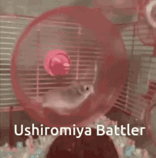 umineko umineko battler battler hamster cute