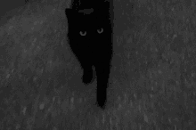 Little Black Cat Cat GIF - Little Black Cat Cat Black Cat GIFs