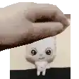 a hand is holding a small white cat with big eyes .