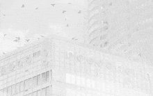 birds are flying around a white building that says ' nc ' on it