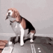 Workout Dog GIF - Workout Dog Funny GIFs
