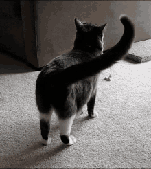 Cat Cat Shake GIF - Cat Cat Shake Shake GIFs
