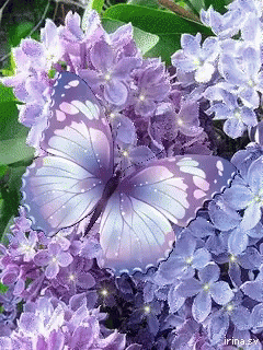 Purple Flowers GIF - Purple Flowers Butterfly - Discover & Share GIFs