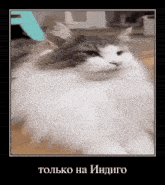 a gray and white cat is sitting on a wooden floor in a frame with russian writing on it .