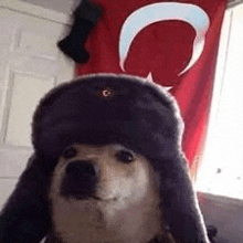 Türk Köpek GIF