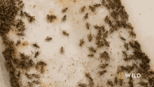 Crickets National Geographic GIF - Crickets National Geographic The Bug House GIFs