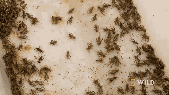 Crickets National Geographic GIF - Crickets National Geographic The Bug House GIFs