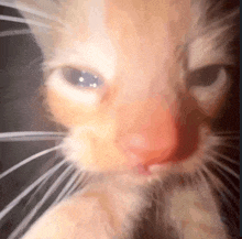 a closeup of a cat 's face with a red nose