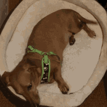 Puppy Bed GIF - Puppy Bed Cozy GIFs