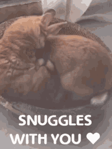 Cute Adorable GIF - Cute Adorable Sleepy Cat GIFs
