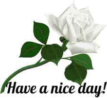 Have A Nice Day White Flower GIF