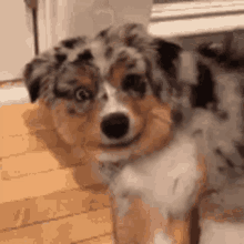 Funny Dog GIF - Funny Dog GIFs