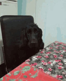 a cocker spaniel is sitting at a table with a floral table cloth