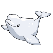 whale beluga