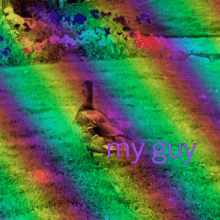 My Guy Chillin Duck Grass Rainbow Purple Text Mallard GIF